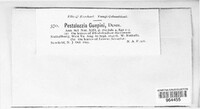 Pestalotiopsis guepinii image